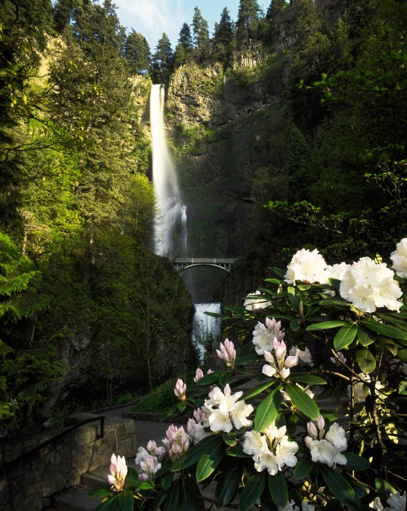 Close-up of flowers under Multnomah Falls Columbia River Gorge National Scenic Area Multnomah County Oregon USA Poster Print by Panoramic Images (28 x 22)