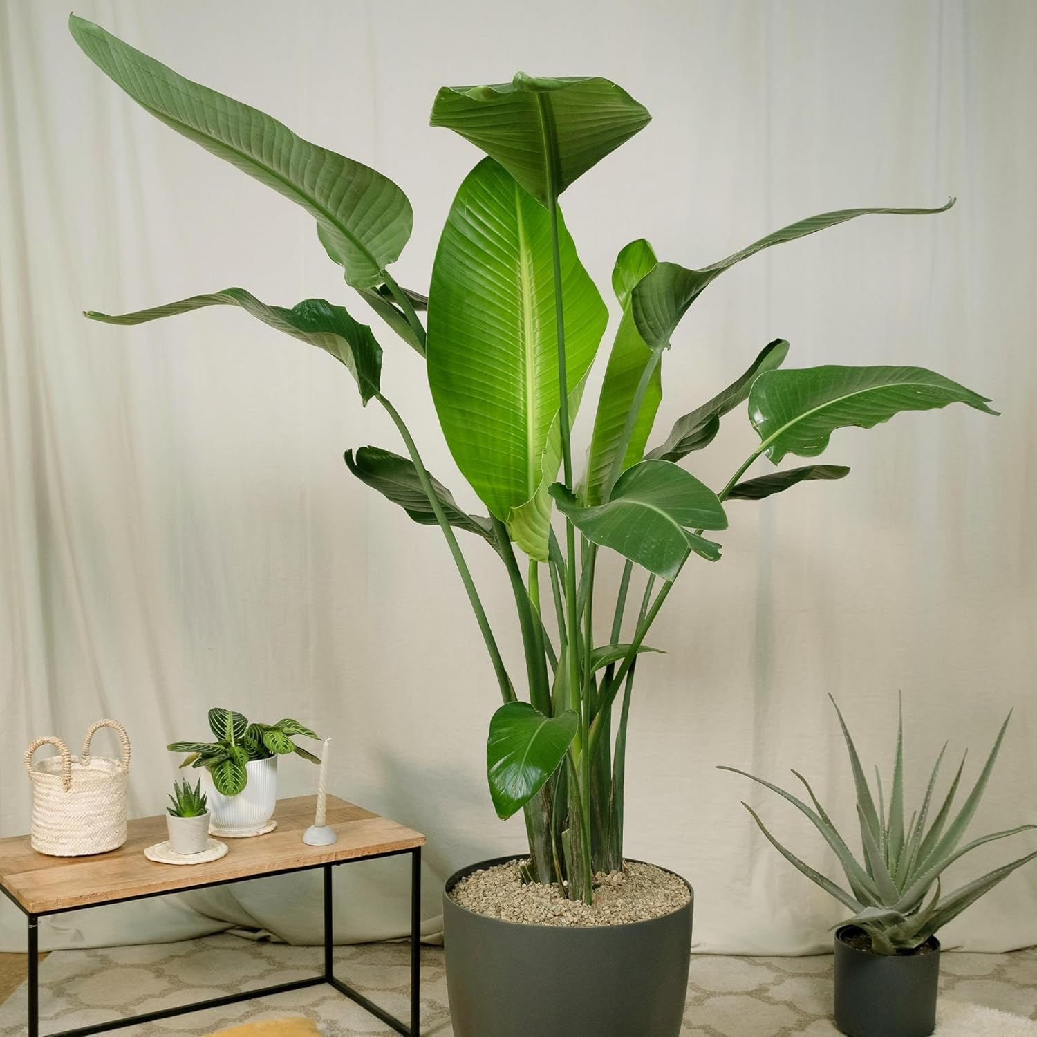 Amazon.com : Live Orange & White Birds of Paradise Plant Variety