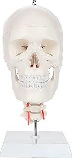 Axis Scientific 3-Part Human Skull Model with Flexible Neck | Realistic Life Size Plastic Skull on a Flexible Cervical Spine Molded from a Real Human Skull