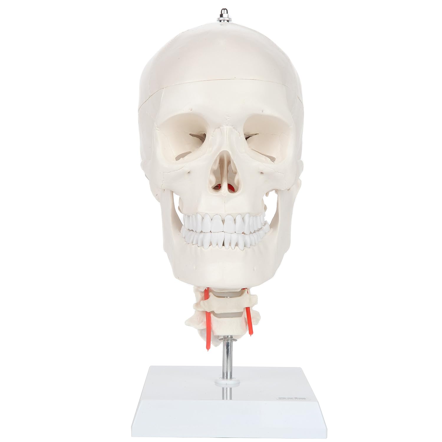 Axis Scientific 3-Part Human Skull Model with Flexible Neck | Realistic Life Size Plastic Skull on a Flexible Cervical Spine Molded from a Real Human Skull