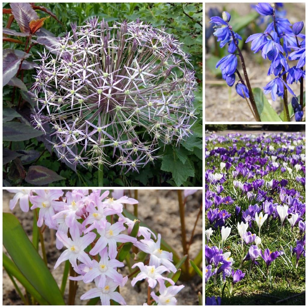 Czaar Peter Mischung - BIO Blumenzwiebelmischung aus Holland