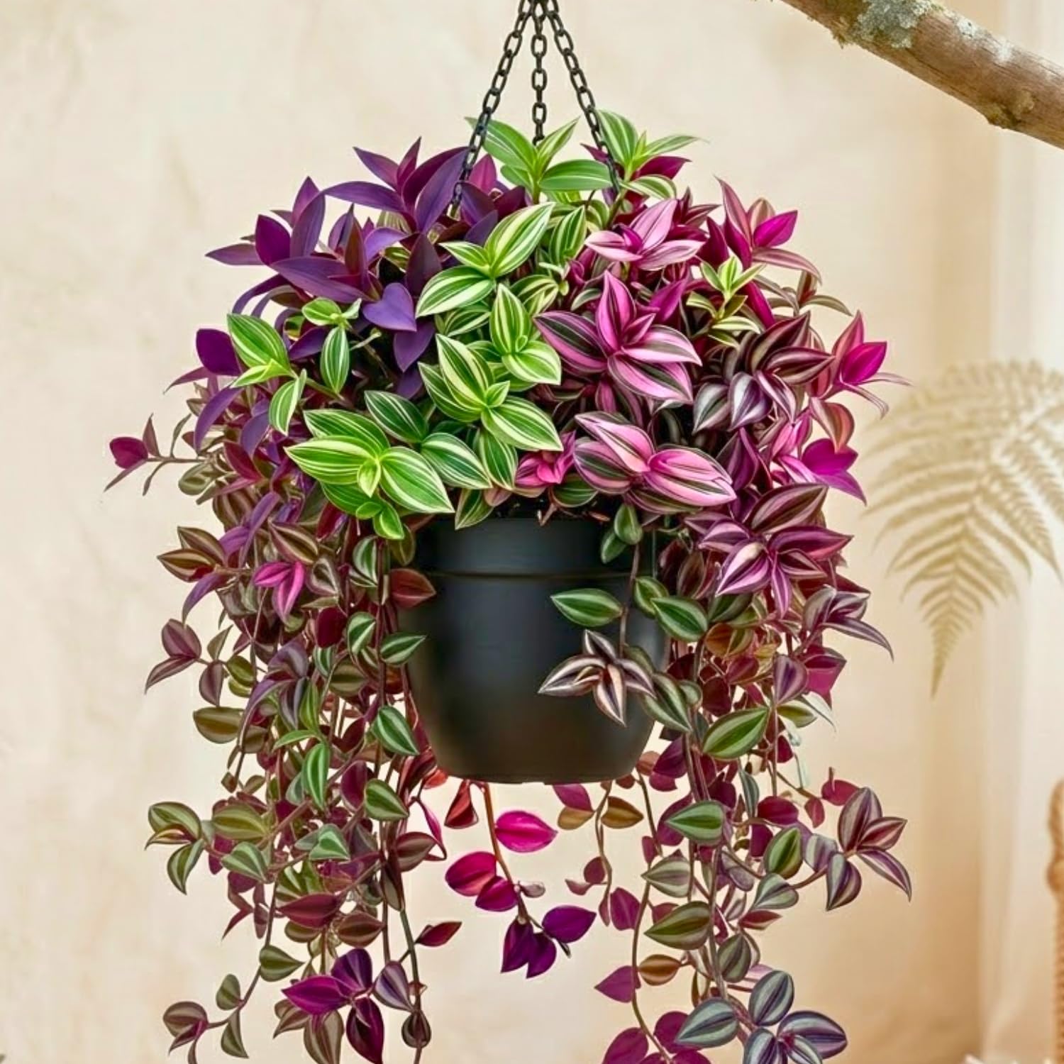 2 Purple Wandering Jew Live Plants