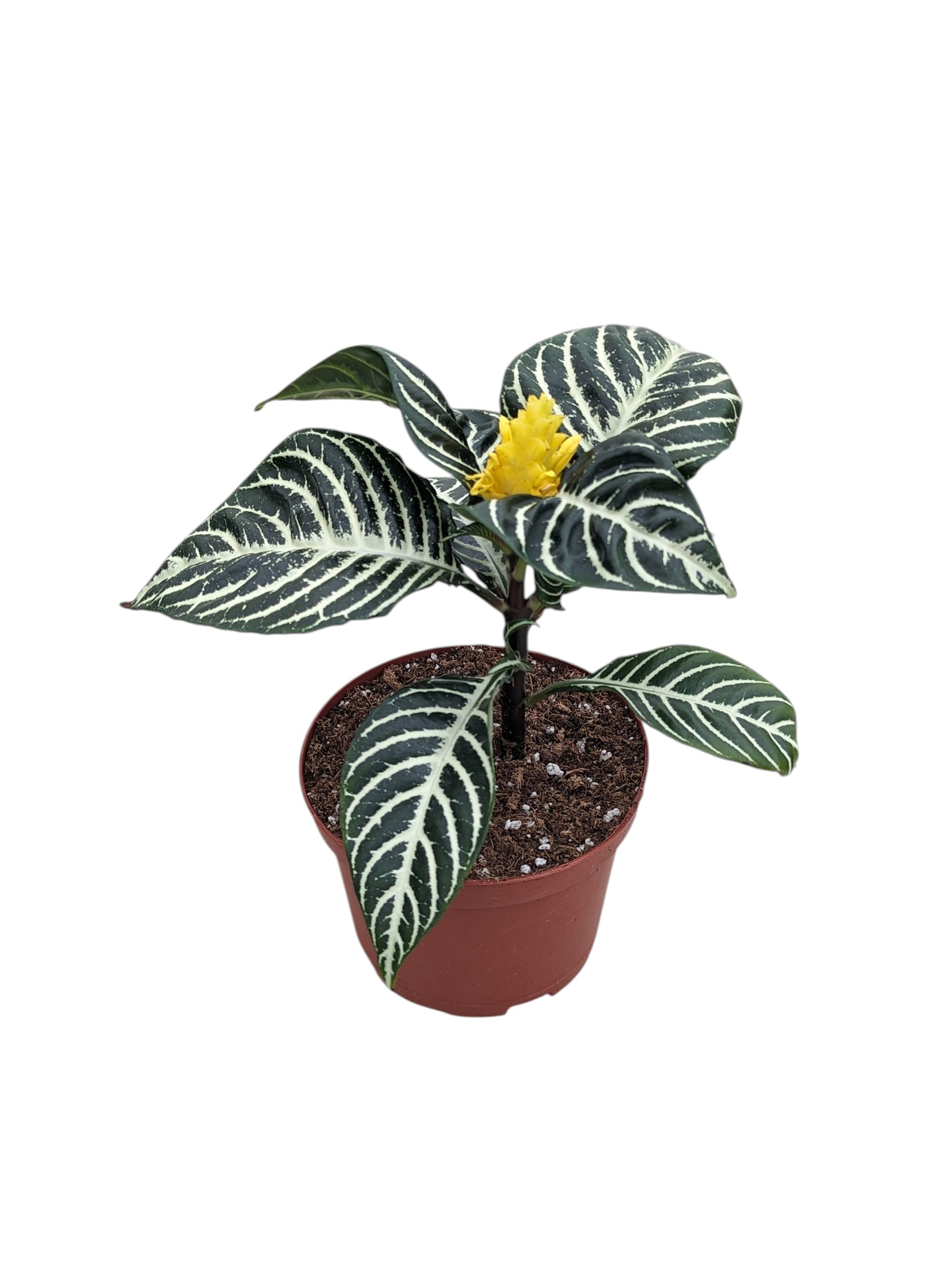 Snow White Zebra Plant