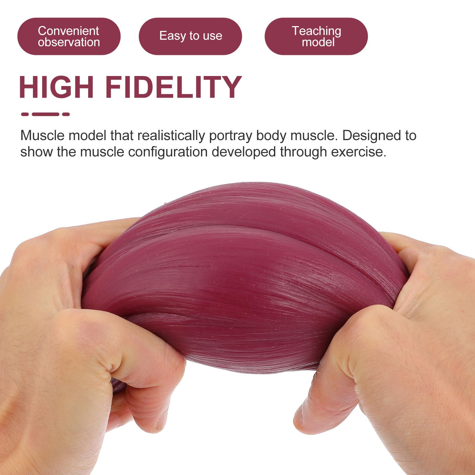 Modello Muscolare Anatomico Umano per Insegnamento e Esposizione Rappresentazione Realistica in Silicone da 1 Lb per Appassionati di Fitness