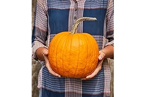 Burpee Connecticut Pumpkin Seeds - 50 Seeds: Giant Pumpkins You'll Love to Grow