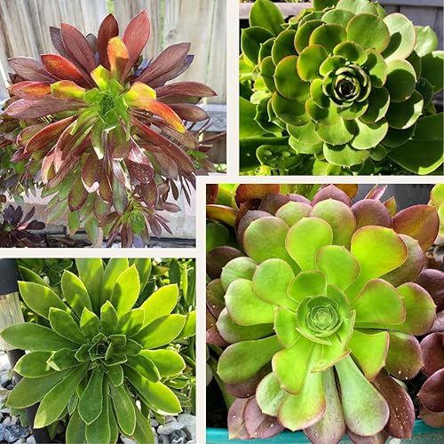 Miniatura 2 de Blissful - 5 cortes de eonio surtidos de entre 2 a 6 pulgadas de diámetro, fácil crecimiento, regalos de bodafiestaregalo, no repetido, único