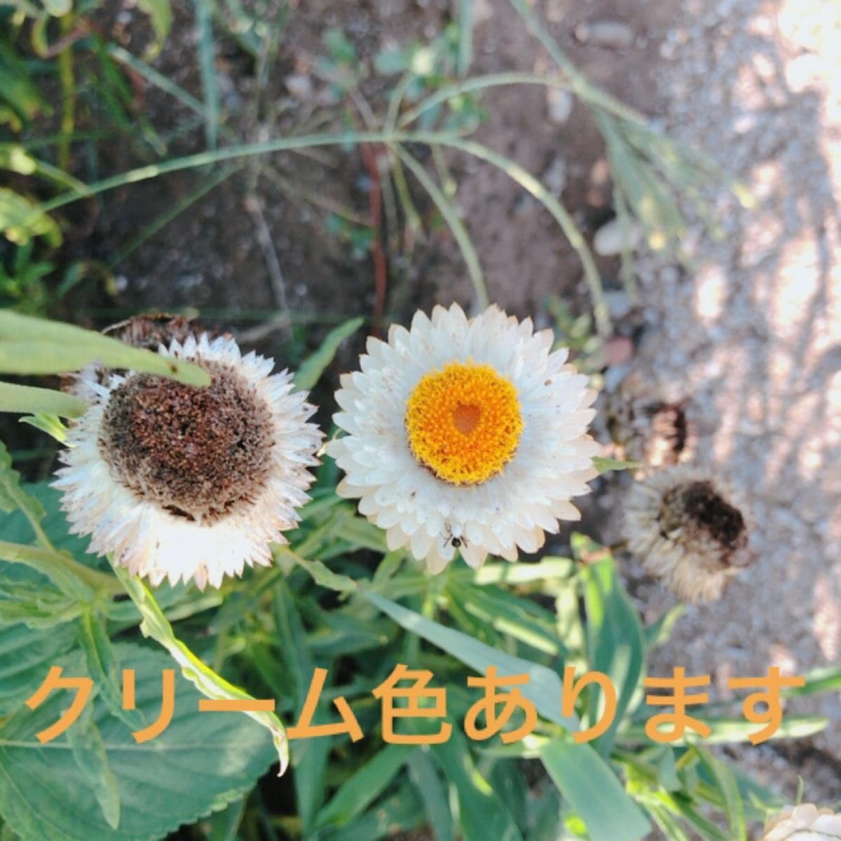 Amazon.co.jp: 黄色 ヘリクリサムタネ 種 ムギワラギク 麦藁菊の種 