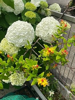 紫陽花　アフロ抜き苗１本コメントページ 紫陽花 昔ながらの紫陽花 日本紫陽花 水色 ブルー 1ポット 抜き