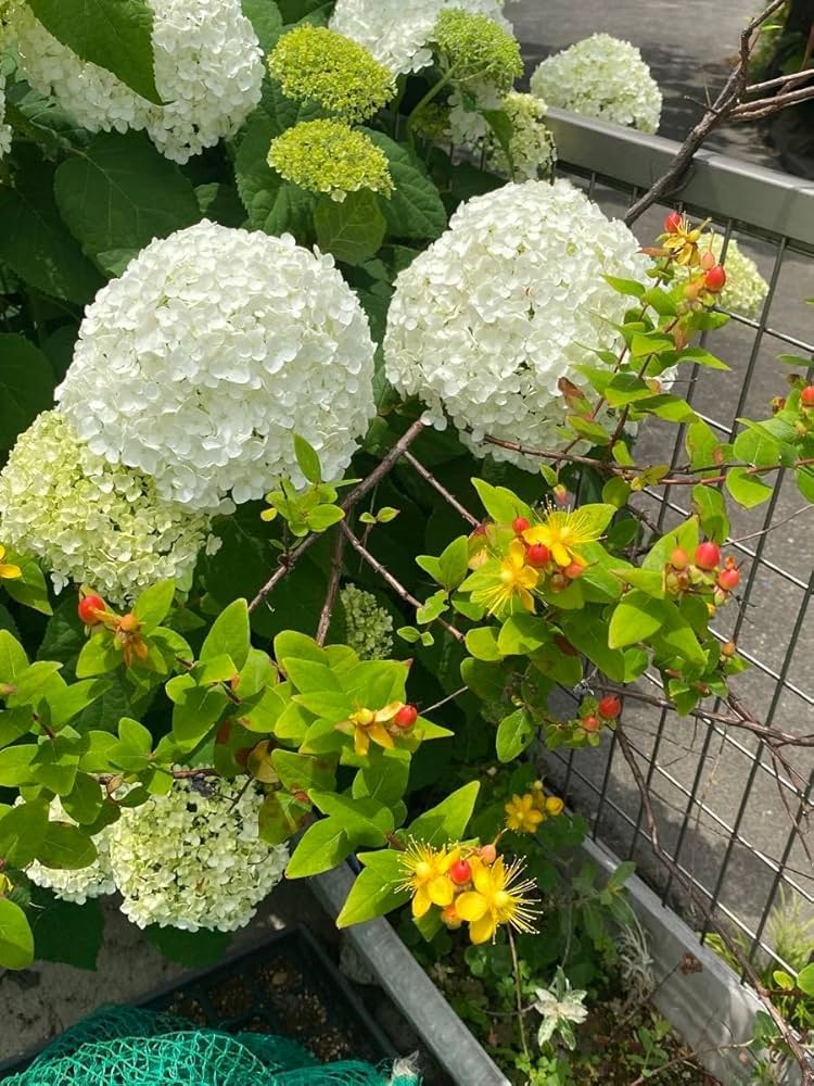 紫陽花　アフロ抜き苗１本コメントページ sold out🙇‍♀️🙇‍♀️🙇‍♀️ 信州ナーセリーさんの紫陽花が