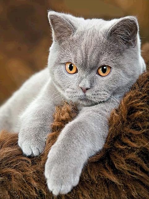 NAIMOER Cat Diamond Painting Kits for Adults, Diamond Painting Grey Cat Full Drill 5D Diamond Art Kits for Kids Rhinestone Embroidery for Wall Home Decor 12x16inch