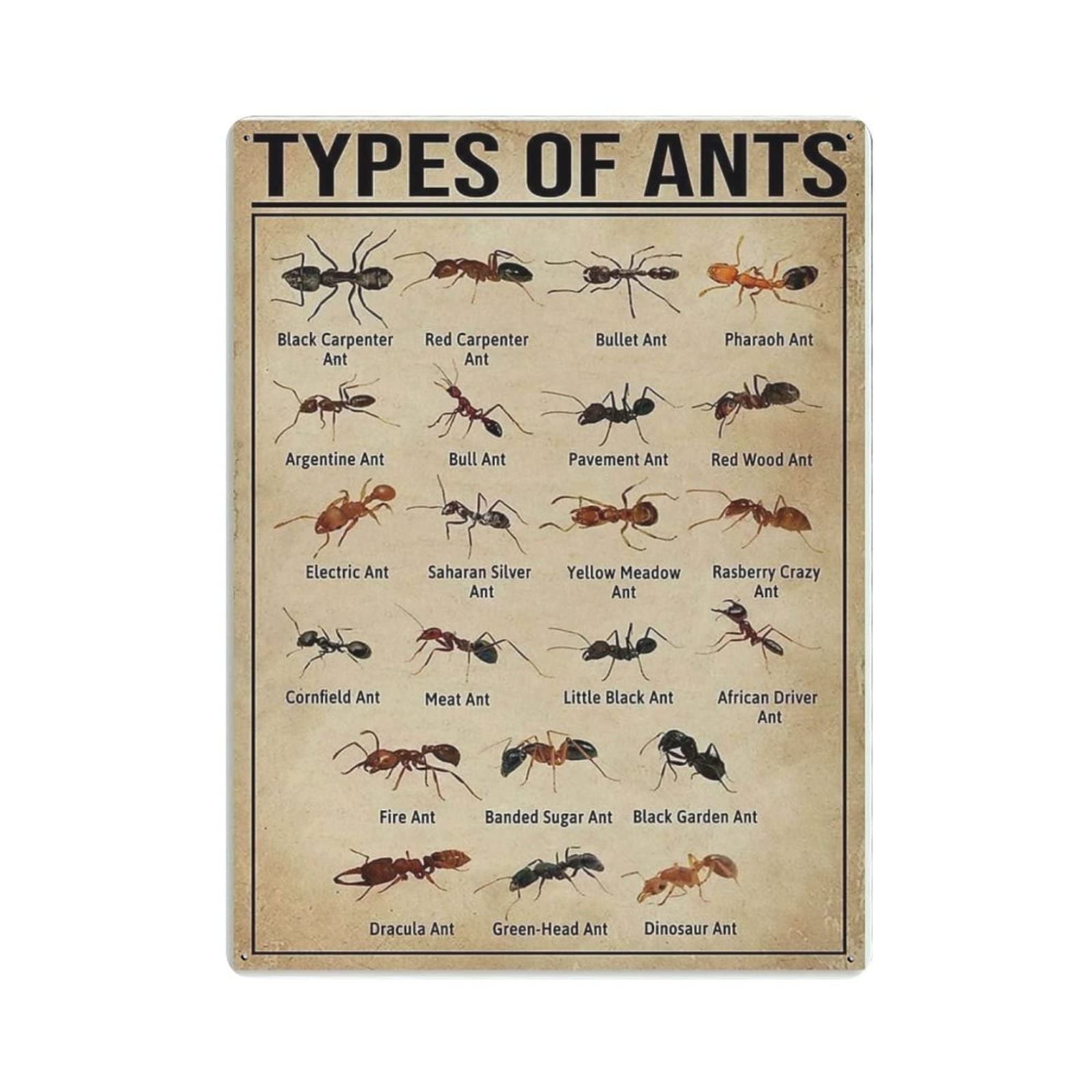 Gqwjksz Men's Types Of Ants Poster Metal Tin Sign Art Wall Plaque Decor Vintage Retro Sign Iron Painting Aluminum Sign For Home Decor Bar Shop Cave Outdoor Garage Indoor 16"X12"