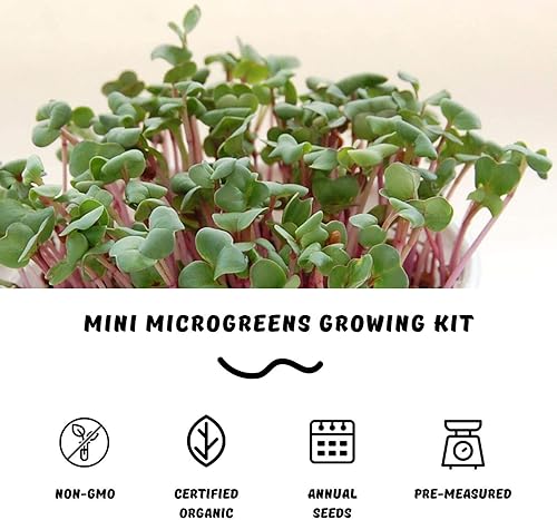 Miniatura 4 de Kit de cultivo de mini microgreens - Brotes de guisantes - Cultiva tus propios micro verdes gourmet orgánicos en interiores ensalada, sándwich y