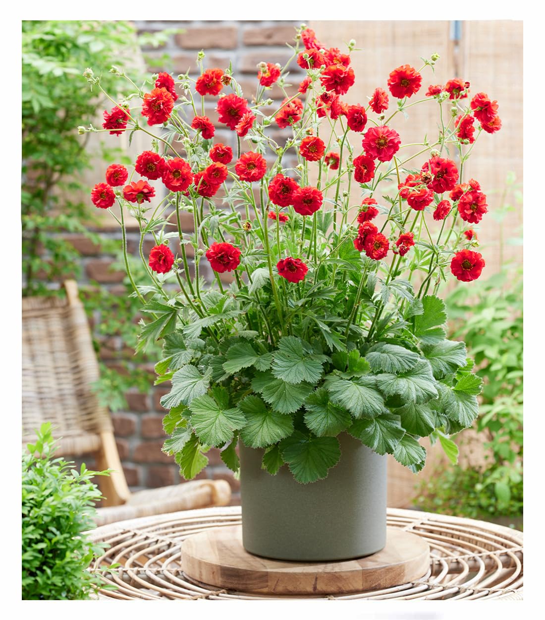 BALDUR Garten 1x Geum 'Firestarter®', auffällige, kompakte Neuzüchtung, winterharter Blickfang, blüht bis zu 6 Monate, ideal für Beet & Kübel, pflegeleicht & langlebig
