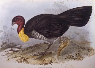 ARTSLSBS vintage Canvas Painting Artwors Pictures Decoration Animal Bird Australian Brush turkey Engraving by John Gould Portrait On Canvas for Home Decor 60x90cm