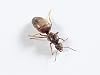 AntsRus Lasius niger Queen with eggs, brood andor workers starter kit Queen with eggs