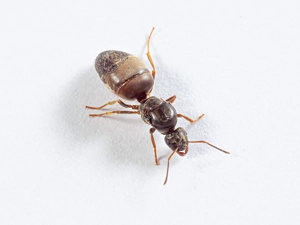 AntsRus Lasius niger Queen with eggs, brood and/or workers (starter kit) (Queen with 1-4 workers) - 1