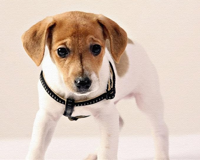 Amazon かわいいジャックラッセルテリアペットの犬の動物 大人の子供のための5dダイヤモンド塗装キット フルドリルdiyラウンドダイヤモンドアートナンバーキット クロスステッチ刺繡 40x50cm 刺しゅうキット 通販