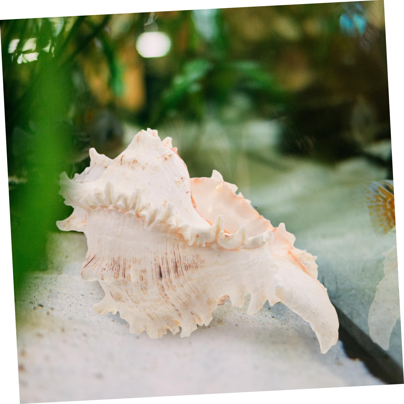 Conchiglie Naturali Grandi Decorazioni per Spiaggia Acquario Ornamenti Costieri Casa Mare Artigianato Conchiglie Mare Decorare Feste Hawaiane Tema
