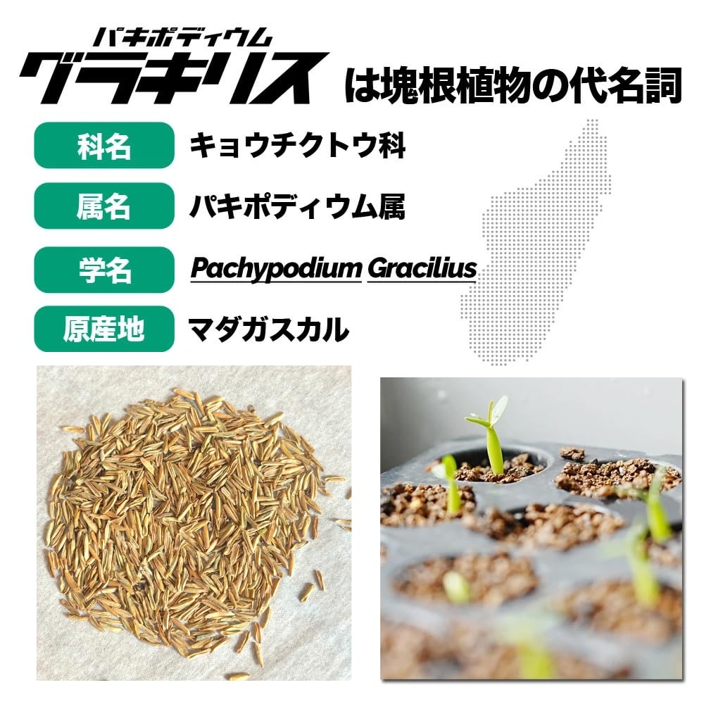 ｜10粒パキポディウム・グラキリス 2026入荷種子 塊根植物種子