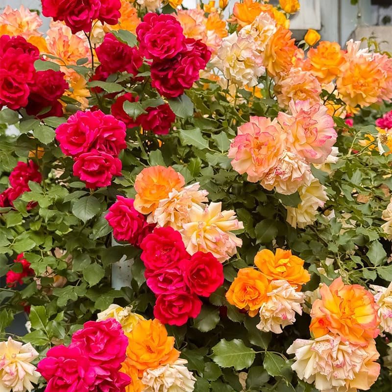 Miniatura 2 de Más de 400 semillas de rosas trepadoras perennes para plantar en el jardín de tu hogar, semillas de plantas tradicionales sin OMG para jardín al