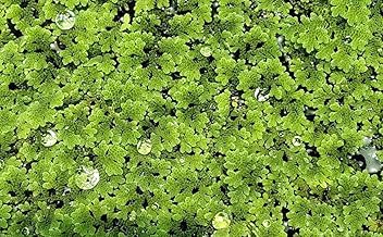 Azolla Seeds 1000+, Aquatic Fern for Cultivation, Floating Water Plant for Aquarium, Natural Azolla for Livestock Feed, Asola Seeds for Chicken, Fish, and Duck Farming