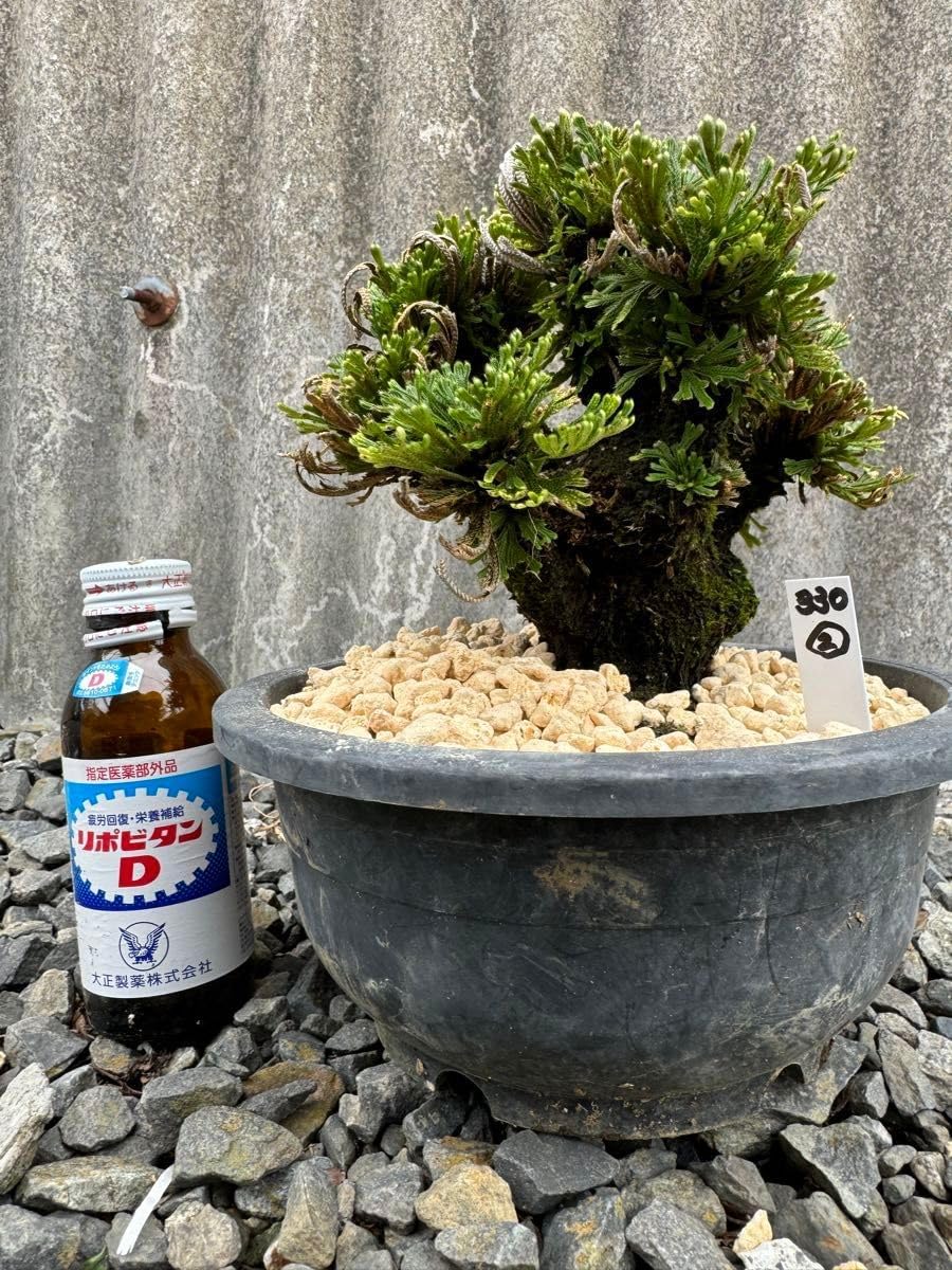 NO2 イワヒバ(岩松）中型 苔盆栽 陶器鉢 NO2 イワヒバ(岩松）中型 苔