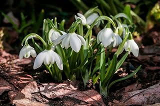 Snowdrop Galanthus Flore Plena Spring Flowering Bulbs Autumn Planting X20 Bulbs