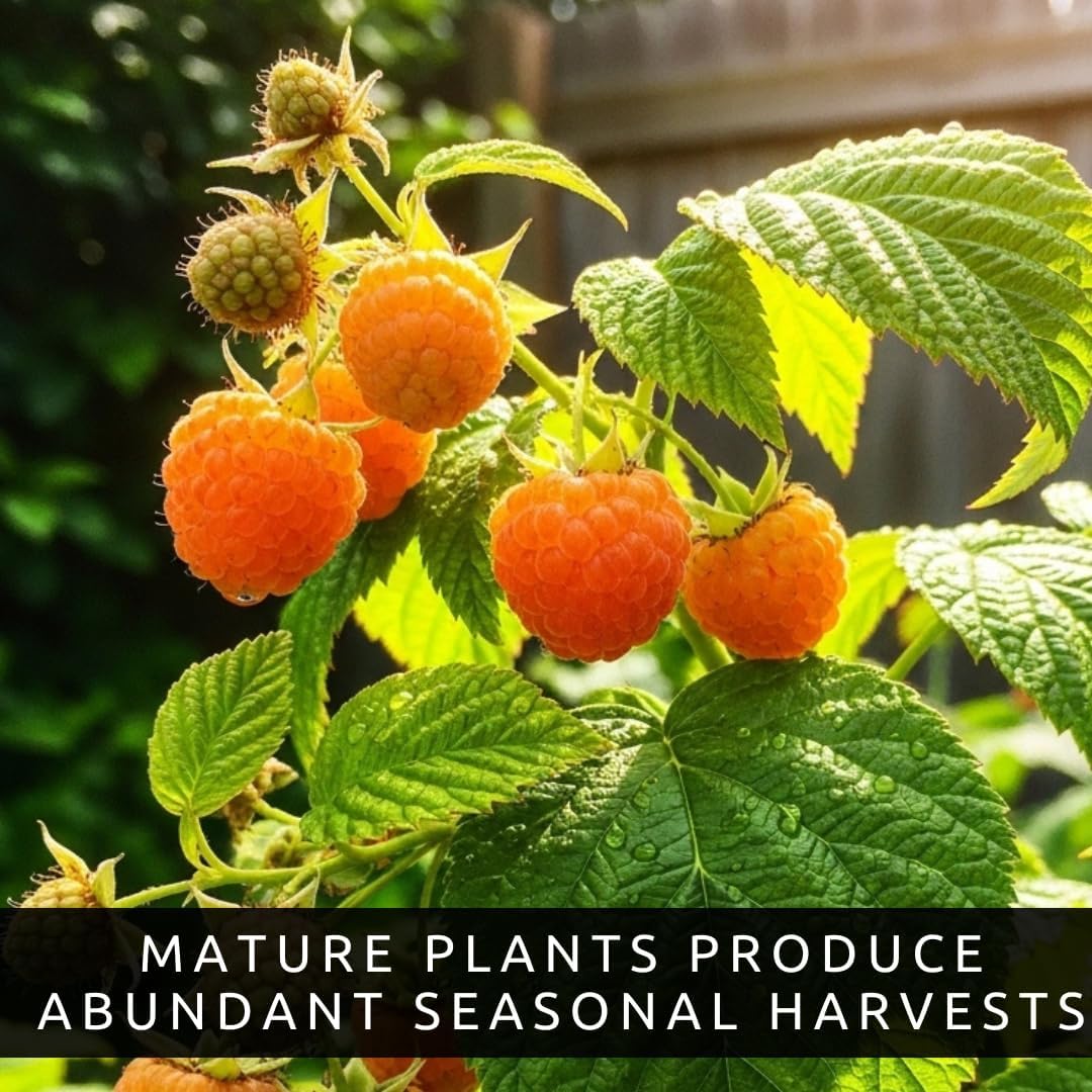 2 Golden Raspberry Plants – Live Fruit Bush (Rubus Idaeus) – Sweet Yellow Heirloom Raspberries – High Yield Berry Plant for Outdoor Gardens - Mild Honey Sweet Berries