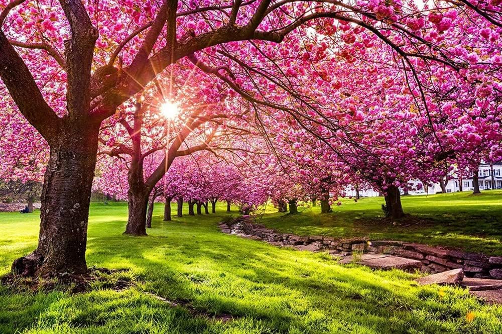 Japanese Cherry Blossom Tree Seeds Pink Flowering Sakura 10 Seeds