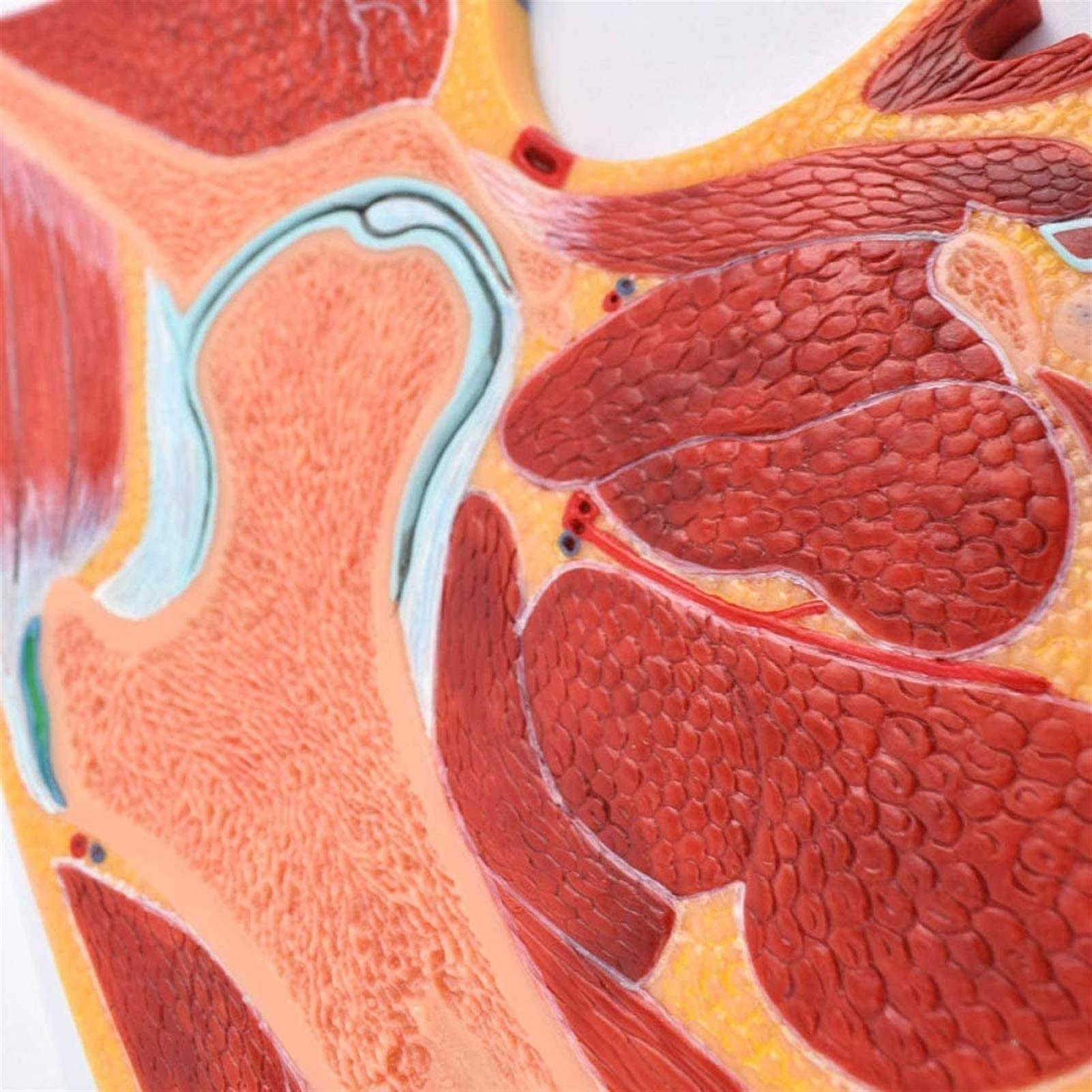 Model badawczy Model edukacyjny Anatomia człowieka Model szkieletowy stawu biodrowego Struktura stawu biodrowego Materiały dydaktyczne medyczne, modele medyczne