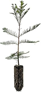 Montezuma Cypress | Medium Tree Seedling | The Jonsteen Company