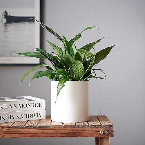 Miniatura 2 de Macetas de cerámica blanca de 6.7 pulgadas para plantas de interior y exterior, maceta con orificio de drenaje, macetas modernas mate para oficina