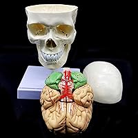 Vista 5 de Cráneo humano con cerebro y vértebra cervical Modelo anatómico Anatomía de tamaño real para estudio de aula de ciencias Modelo de enseñanza