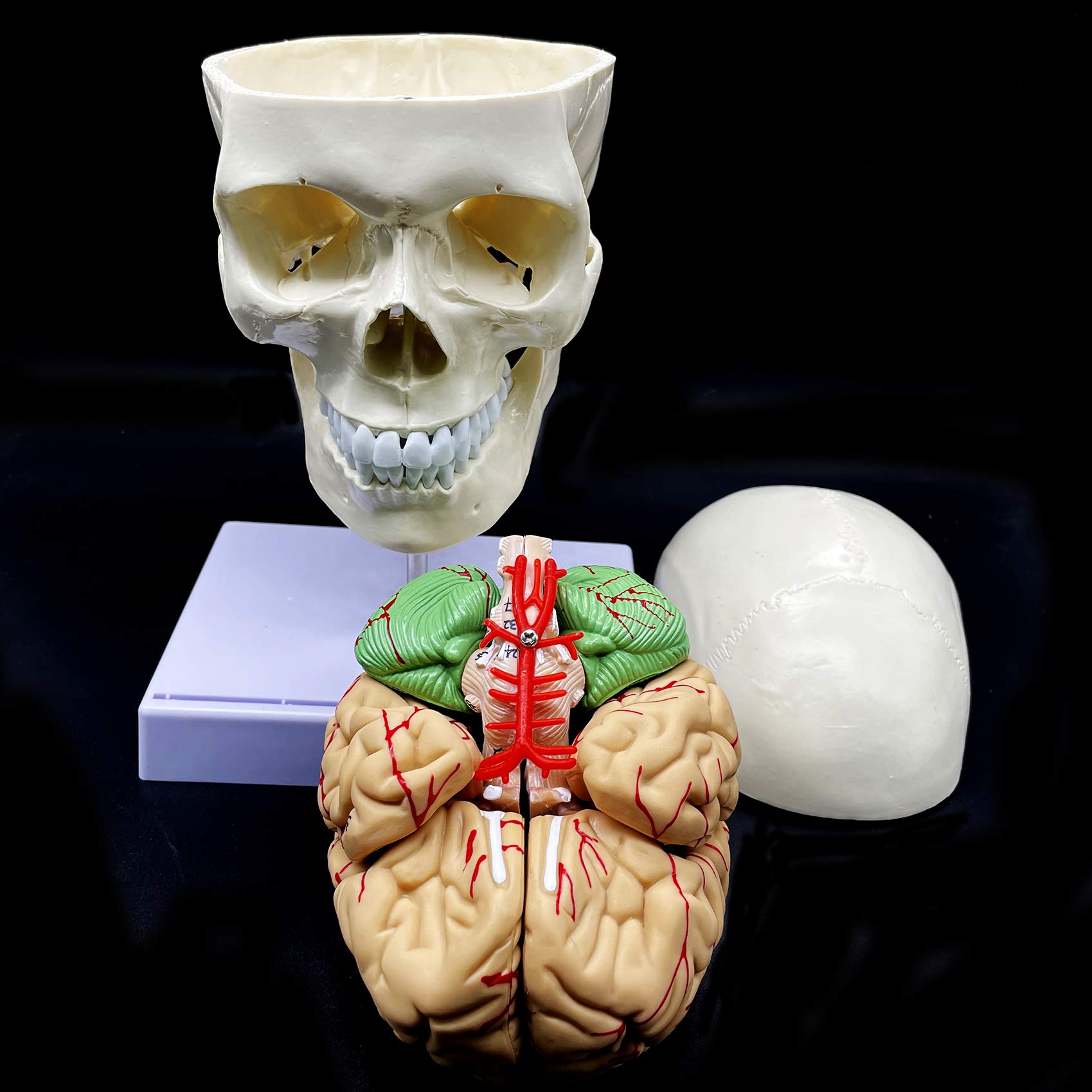 Modelo anatómico de cráneo humano con cerebro y vértebra cervical, anatomía de tamaño real para ciencias, aula, estudio, exhibición, modelo de enseñanza