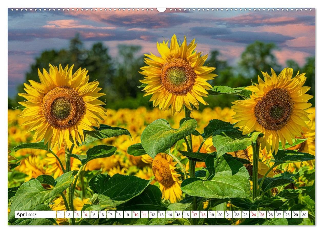 CALVENDO · Sonnenblumen - ein ganzes Jahr voller (Kalender 2027) | DIN A2 Querformat · Wandkalender · Sonnenschein · 13 wunderschöne Sonnenblumenfotos sorgen das ganze Jahr für gute Laune