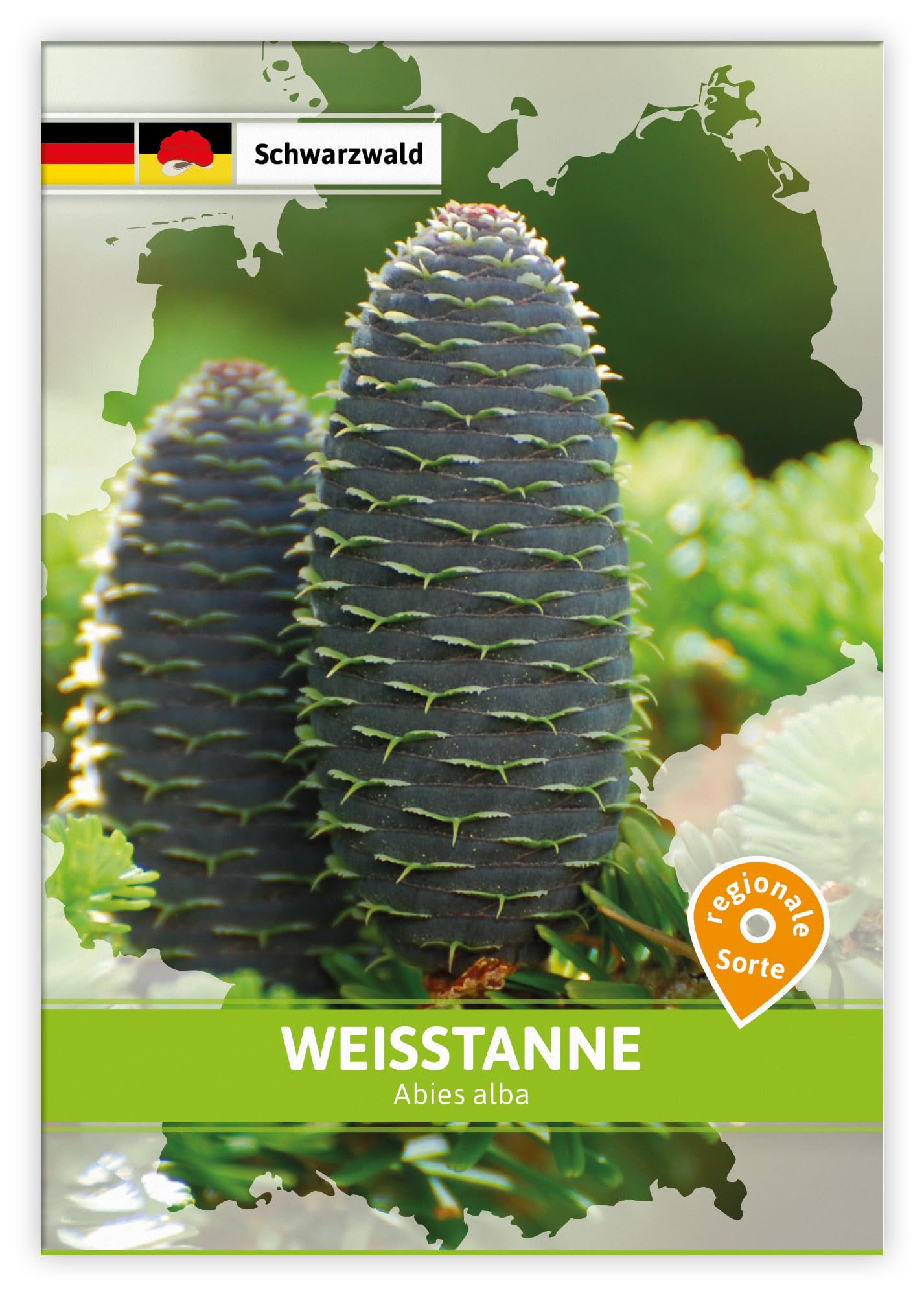 FLORTUS W5254-100x Weißtanne (Regionale Sorte Schwarzwald) (100 Tütchen) (Saatgut für Werbezwecke)