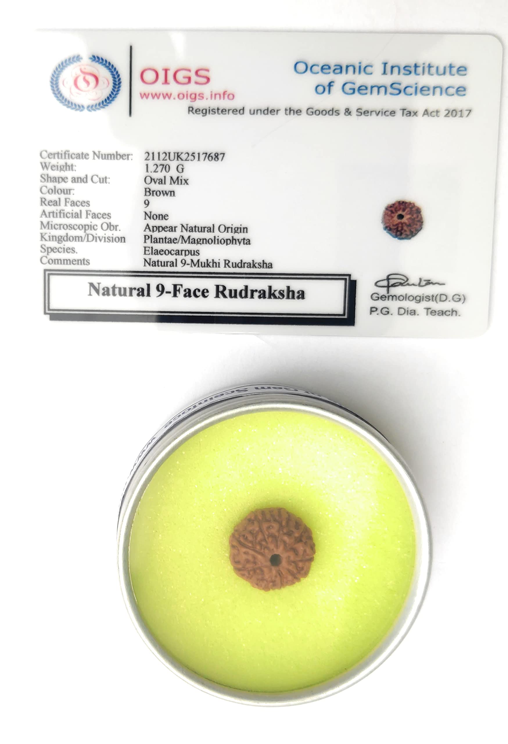 Apnisanskriti Original 9 Mukhi Rudraksha (Small Size, Nine Face Rudraksh, Lab Certified)- Brown - Pack of 1