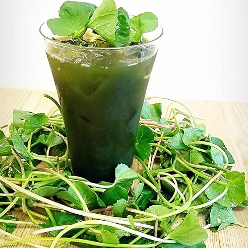 500 semillas verdes de Gotu Kola - Hat Rau Ma - Semilla de hoja grande Centella asiática Vegetal Indian Pennywort  Sin OMG  Orgánico  Heirloom