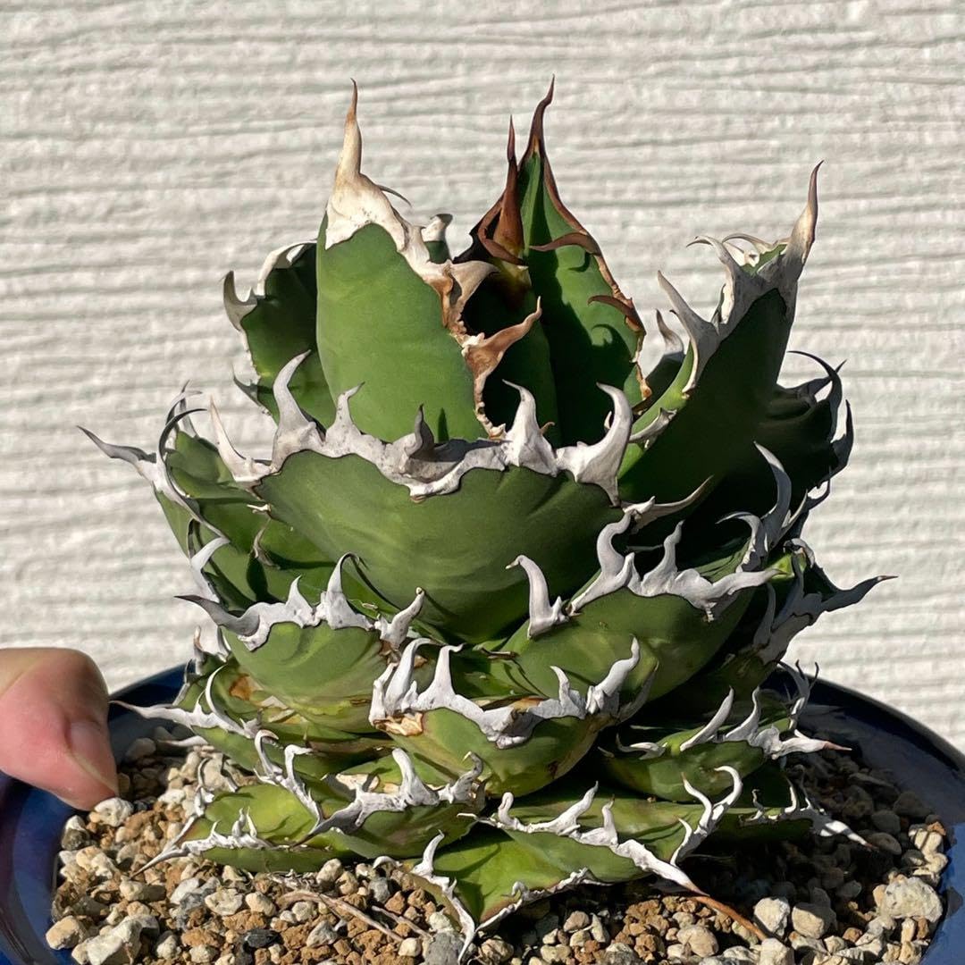 Amazon.co.jp: アガベ シーザー カエサル チタノタ オテロイ : ホーム  