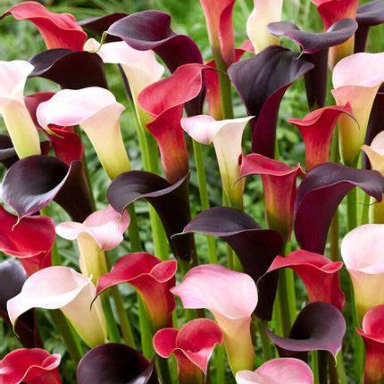 Calla Lily Bulbs,Garden Flowers,Calla Lily Bulbs for Planting Now UK,Plant Bulbs,Hardy Perennial,Wedding Flowers,Cut Flowers,Strong Plants That Grow Well-2bulbs-E