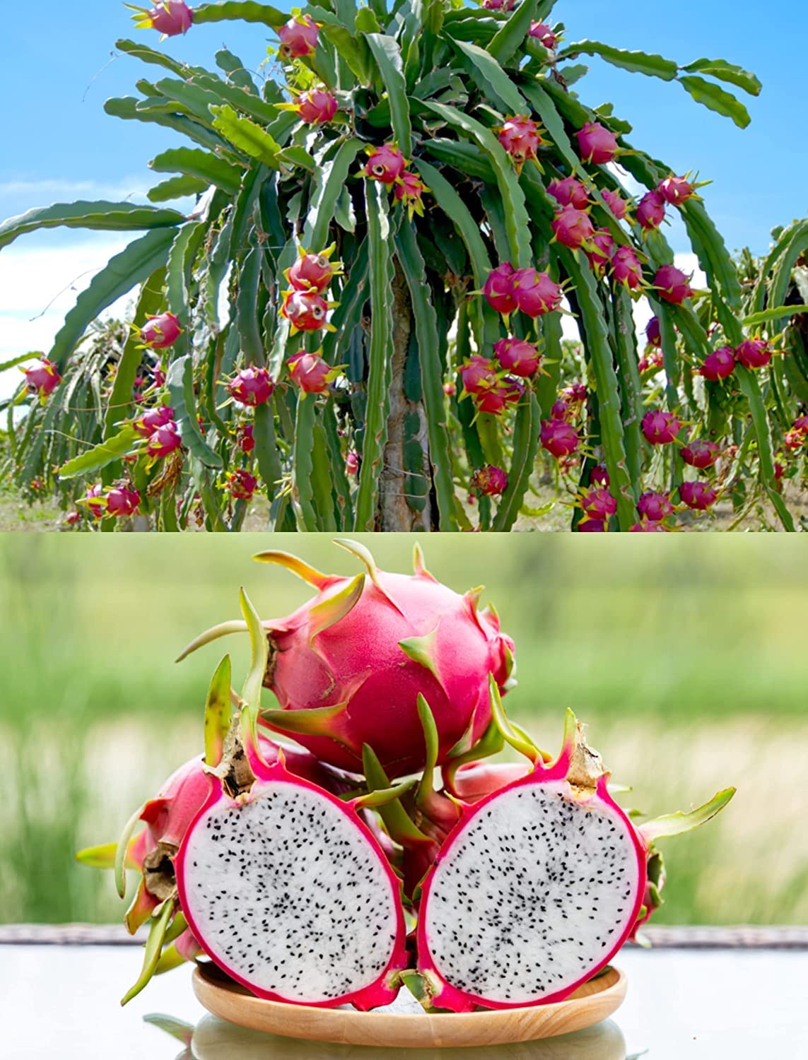 Dragon fruit seeds for indian, Indian dragon fruit seeds, Dragon fruits hybrid indian seeds (20 seeds) (B0BWHTXWK6) Amazon Price History, Amazon Price Tracker