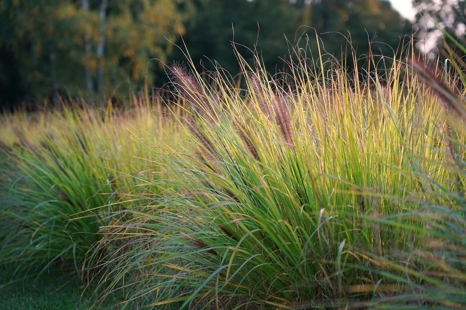 Stauden Gänge 10 x Pennisetum alopecuroides var. viridescens winterhart | Mittelhohes Ziergras für Sonne, Blüte August bis Oktober, mehrjährig, 1 L Topf (11x11 cm)
