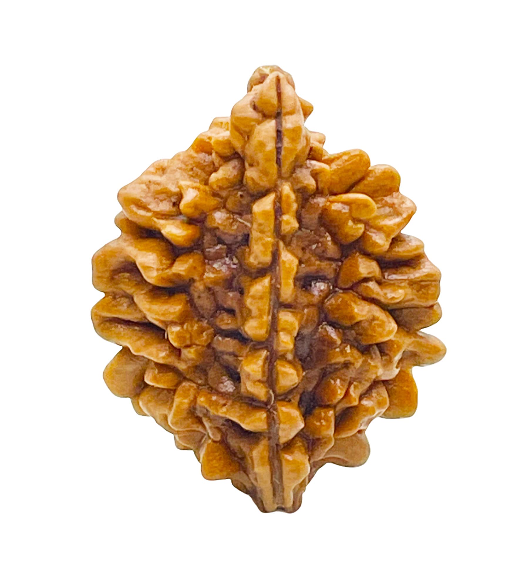 Natchcart 2/ Two Mukhi Rudraksha Lab Certified Original Pure Siddha in Handmade Tassel, Indian Beads, Size 18-24mm, Color-Brown (2 Mukhi Rudraksha)