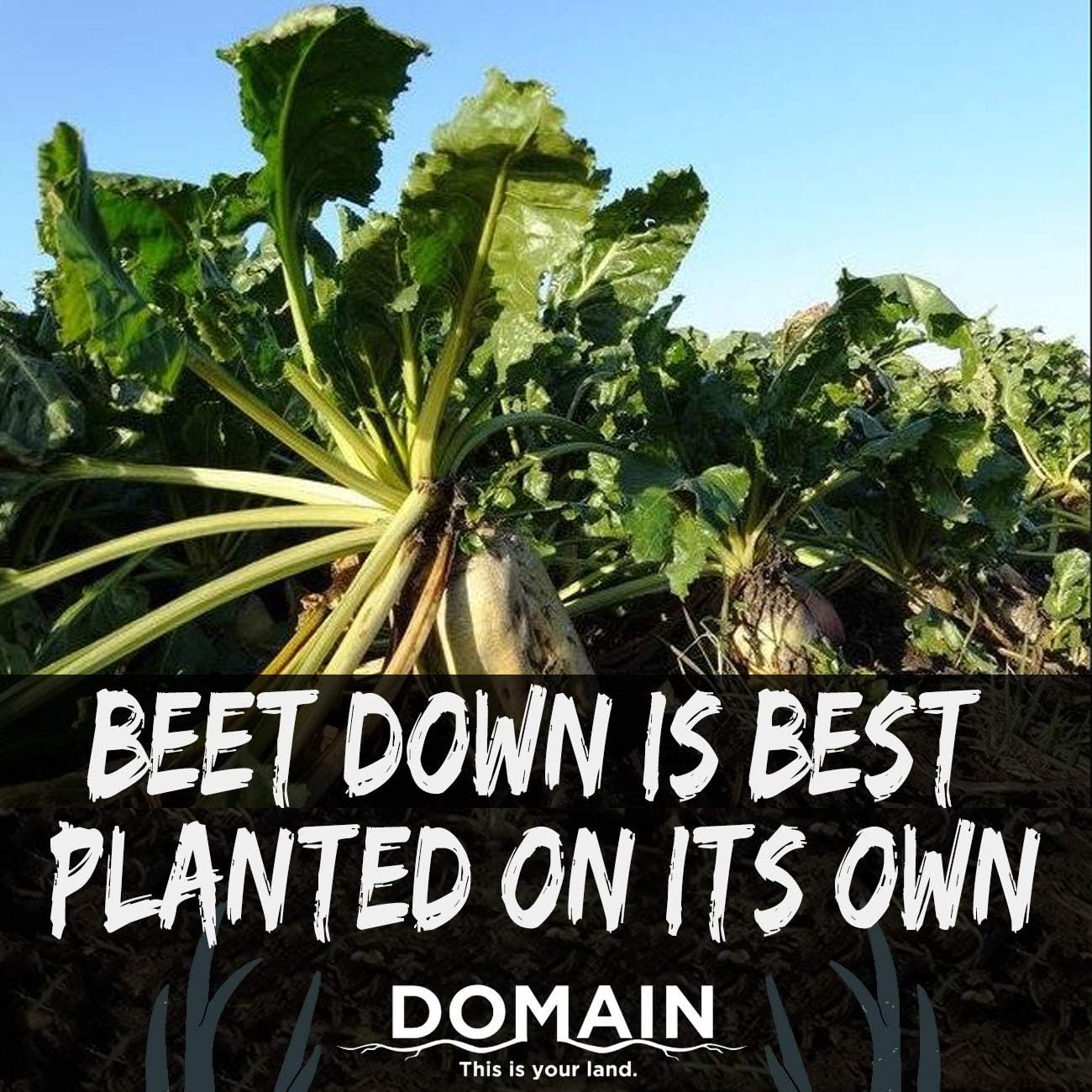 Best Spring Food Plots For Deer For Every Need