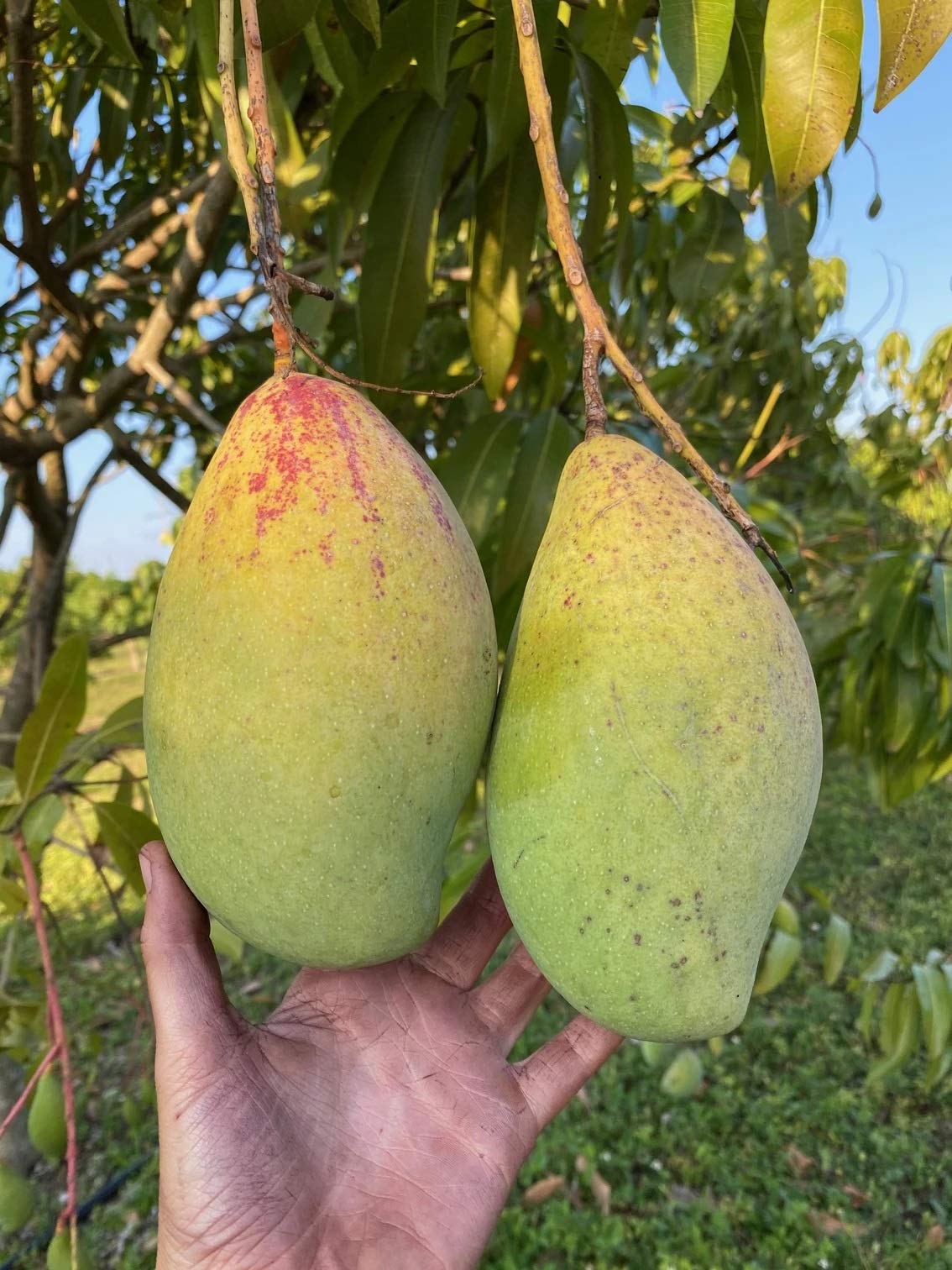 See full amazon price history chart for Platones Gardens Rare Dwarf Mango Plant" Kilichundan" Tasty Variety grafted 1 Healthy Live Plant Platones Gardens Rare Dwarf Mango Plant" Kilichundan" Tasty Variety grafted 1 Healthy Live Plant (B092VDTRS1) Amazon Price History, Amazon Price Tracker