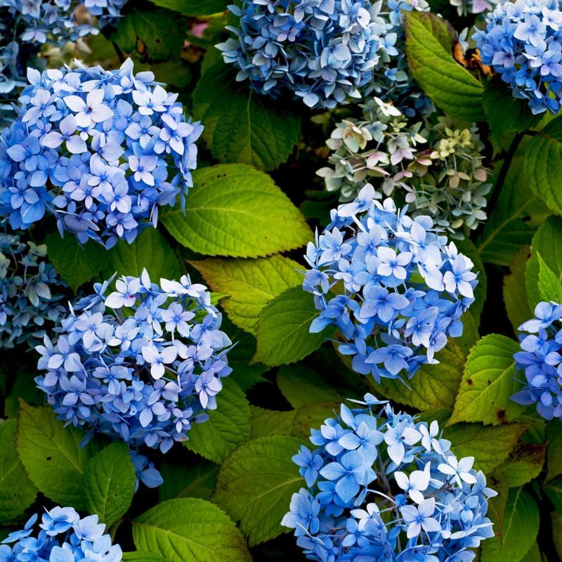 2 Blue Hydrangea Bushes Live Plants, Well Rooted, Dormant Hydrangea Tree Shrub 4-7 Inches for Planting