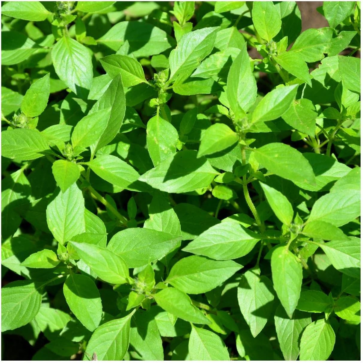 Everwilde Farms - 1/4 Lb Lime Basil Herb Seeds - Gold Vault