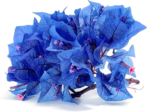 Miniatura 3 de CHUXAY GARDEN Semilla de buganvilla azul claro jazmín sudamericano 40 semillas plantas de flores azules raras paisajismo jardín pantalla de