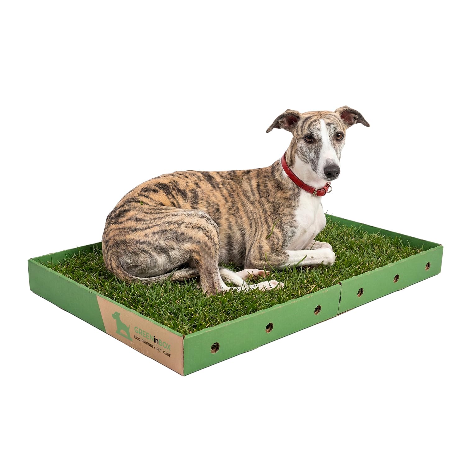 XL Zolla in Vera Erba per Cani – Lettiera Naturale per Training Cucciolo e Cani in Appartamento, Taglia Grande 60x80 cm