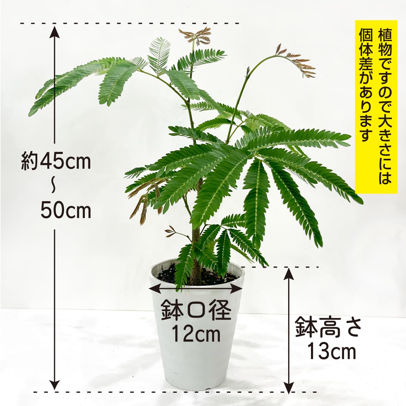 Amazon｜エバーフレッシュ 4号 観葉植物 夫婦円満 アカサヤネムノキ